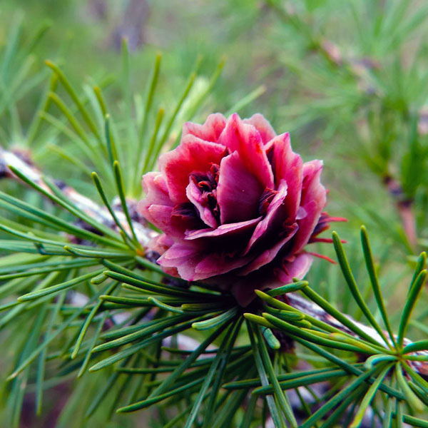 Лиственница Гмелина - Larix gmelinii