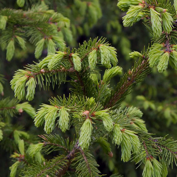 Ель сибирская - Picea obovata