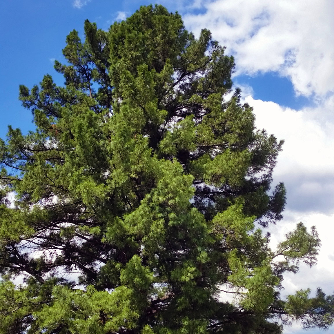 Сосна сибирская кедровая - Pinus sibirica