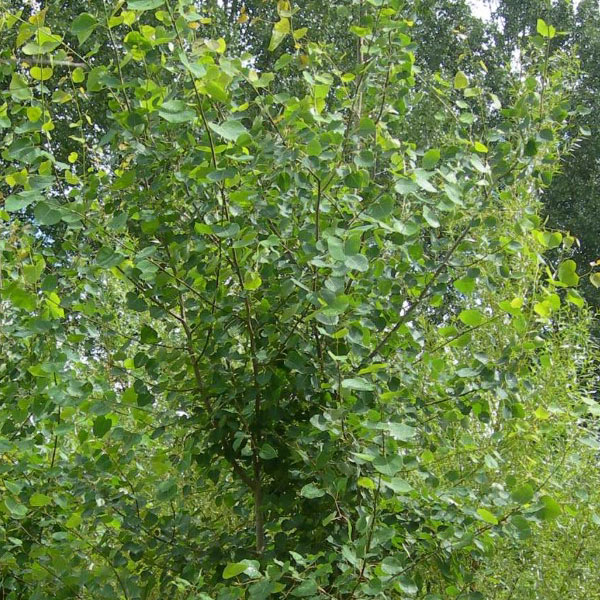 Осина обыкновенная - Populus tremula