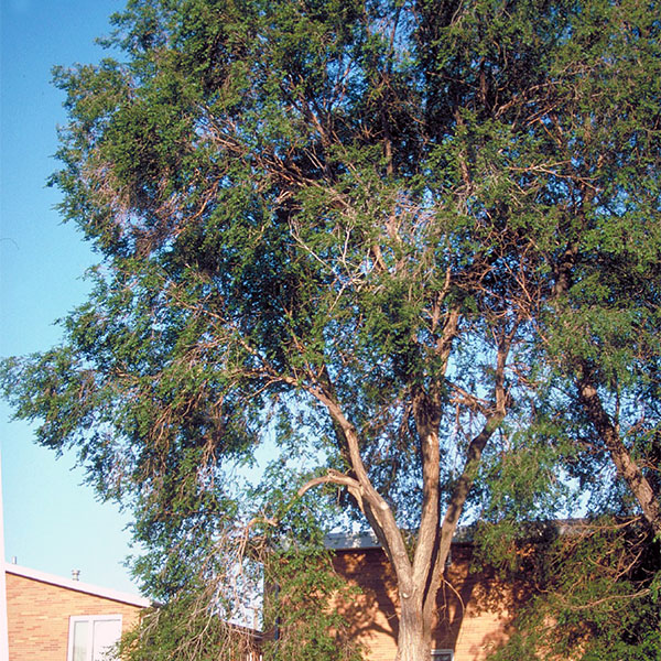 Вяз приземистый - Ulmus pumila